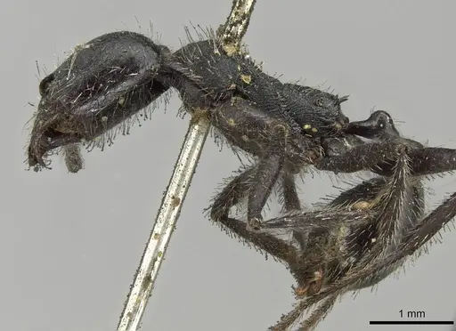Aphaenogaster testaceopilosa specimen CASENT0915437 image casent0915437_3