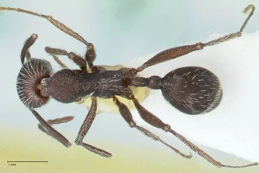 Aphaenogaster testaceopilosa specimen FOCOL1234 image focol1234_1