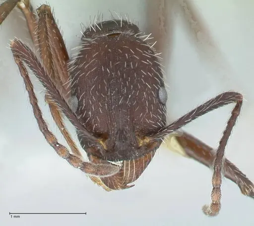 Aphaenogaster testaceopilosa specimen FOCOL1234 image focol1234_2