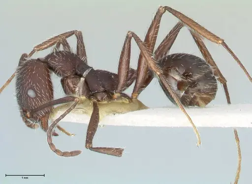 Aphaenogaster testaceopilosa specimen FOCOL1234 image focol1234_3