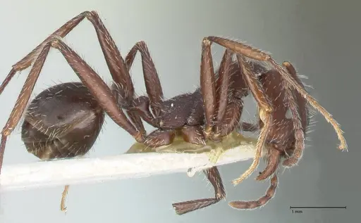 Aphaenogaster testaceopilosa specimen FOCOL1234 image focol1234_4