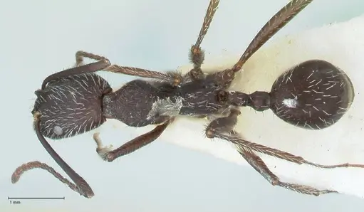 Aphaenogaster testaceopilosa specimen FOCOL1235 image focol1235_1