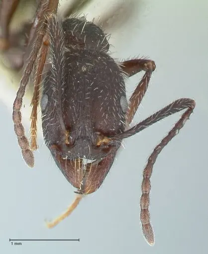 Aphaenogaster testaceopilosa specimen FOCOL1235 image focol1235_2
