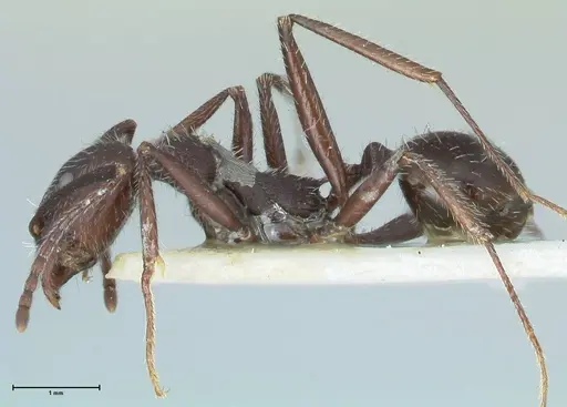 Aphaenogaster testaceopilosa specimen FOCOL1235 image focol1235_3