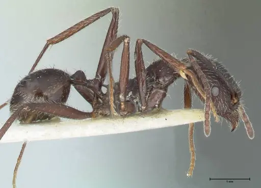 Aphaenogaster testaceopilosa specimen FOCOL1235 image focol1235_4