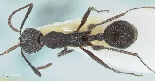 Aphaenogaster testaceopilosa specimen FOCOL1236 image focol1236_1