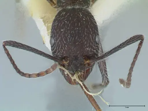 Aphaenogaster testaceopilosa specimen FOCOL1236 image focol1236_2