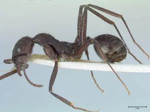 Aphaenogaster testaceopilosa specimen FOCOL1236 image focol1236_3