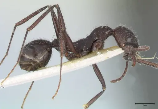Aphaenogaster testaceopilosa specimen FOCOL1236 image focol1236_4