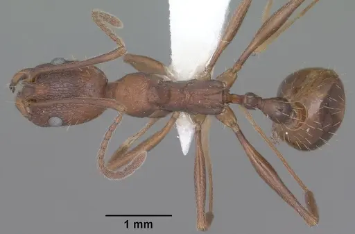 Aphaenogaster texana specimen CASENT0102827 image casent0102827_1