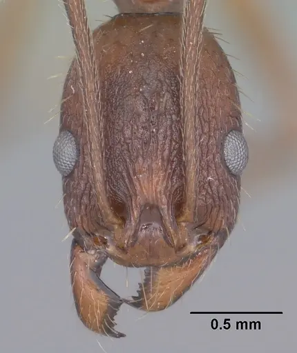 Aphaenogaster texana specimen CASENT0102827 image casent0102827_2