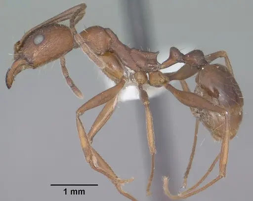 Aphaenogaster texana specimen CASENT0102827 image casent0102827_3