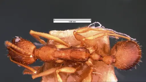 Aphaenogaster texana specimen CASENT0105547 image casent0105547_1