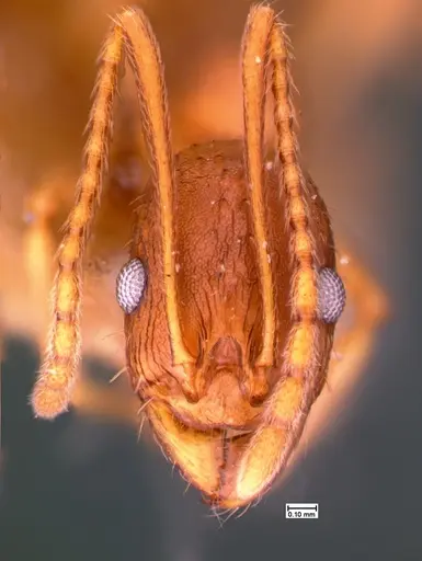 Aphaenogaster texana specimen CASENT0105547 image casent0105547_2