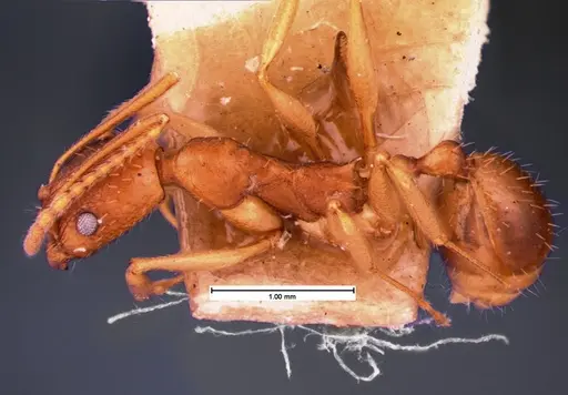 Aphaenogaster texana specimen CASENT0105547 image casent0105547_3