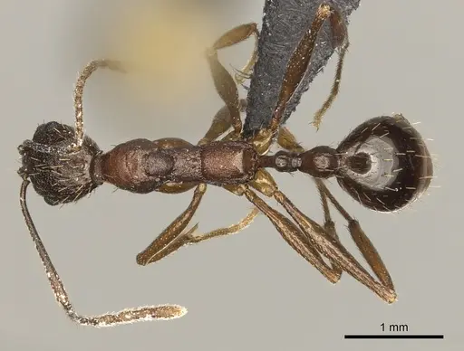 Aphaenogaster texana specimen CASENT0270854 image casent0270854_1