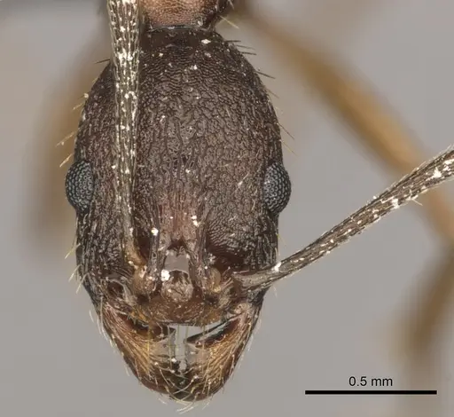 Aphaenogaster texana specimen CASENT0270854 image casent0270854_2