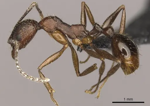 Aphaenogaster texana specimen CASENT0270854 image casent0270854_3