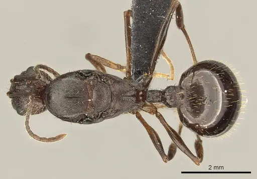 Aphaenogaster texana specimen CASENT0270968 image casent0270968_1