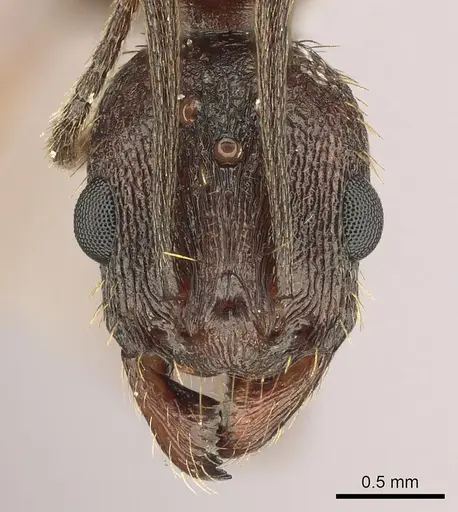 Aphaenogaster texana specimen CASENT0270968 image casent0270968_2