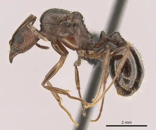 Aphaenogaster texana specimen CASENT0270968 image casent0270968_3