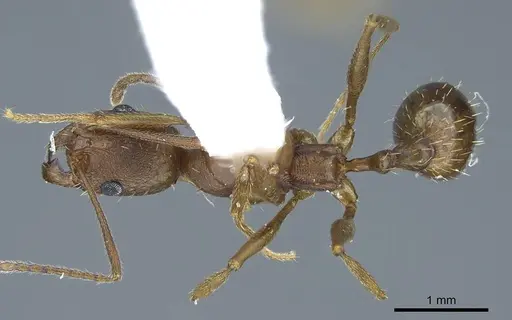 Aphaenogaster texana specimen CASENT0914471 image casent0914471_1