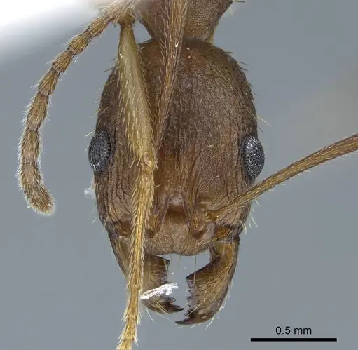 Aphaenogaster texana specimen CASENT0914471 image casent0914471_2
