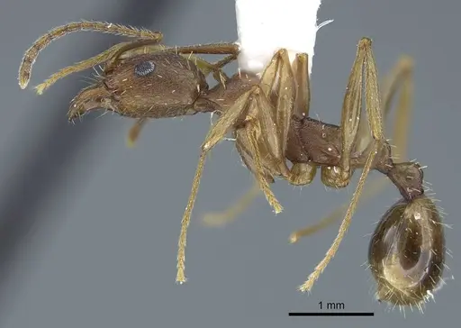 Aphaenogaster texana specimen CASENT0914471 image casent0914471_3