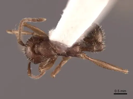Aphaenogaster texana specimen FMNHINS0000062927 image fmnhins0000062927_1