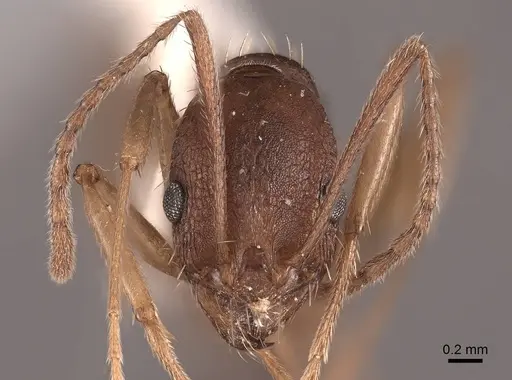 Aphaenogaster texana specimen FMNHINS0000062927 image fmnhins0000062927_2