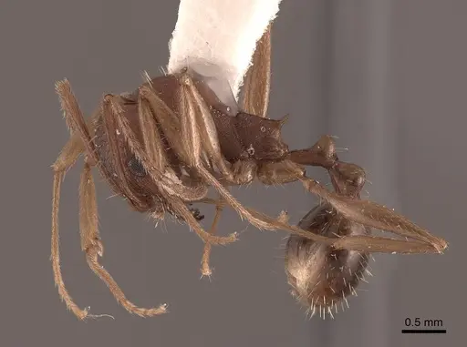 Aphaenogaster texana specimen FMNHINS0000062927 image fmnhins0000062927_3