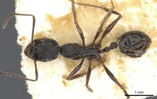 Aphaenogaster theryi specimen CASENT0913135 image casent0913135_1
