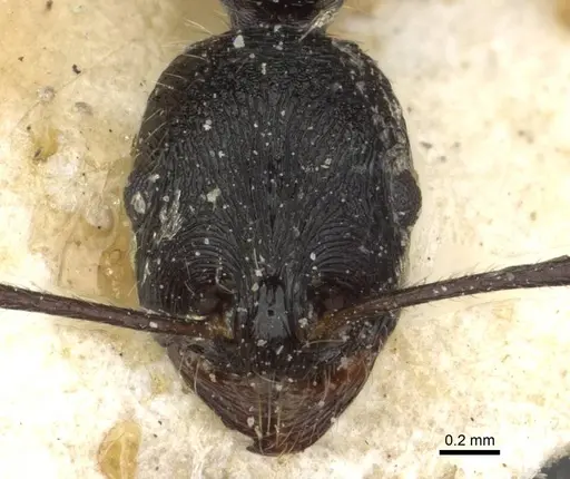 Aphaenogaster theryi specimen CASENT0913135 image casent0913135_2