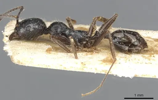 Aphaenogaster theryi specimen CASENT0913135 image casent0913135_3