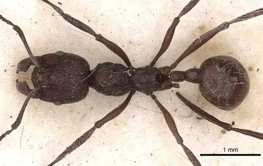 Aphaenogaster tibetana specimen CASENT0900452 image casent0900452_1