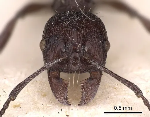 Aphaenogaster tibetana specimen CASENT0900452 image casent0900452_2