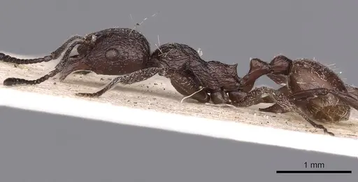 Aphaenogaster tibetana specimen CASENT0900452 image casent0900452_3