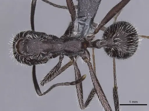 Aphaenogaster tinauti specimen CASENT0913795 image casent0913795_1