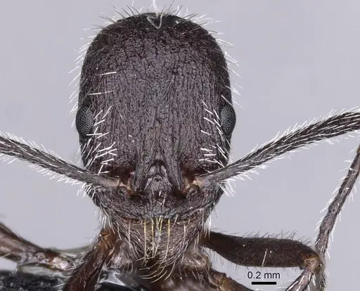 Aphaenogaster tinauti specimen CASENT0913795 image casent0913795_2