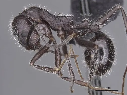 Aphaenogaster tinauti specimen CASENT0913795 image casent0913795_3