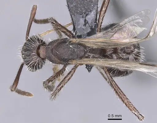 Aphaenogaster tinauti specimen CASENT0913796 image casent0913796_1