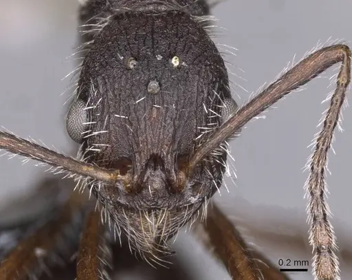Aphaenogaster tinauti specimen CASENT0913796 image casent0913796_2