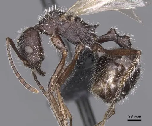 Aphaenogaster tinauti specimen CASENT0913796 image casent0913796_3