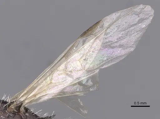Aphaenogaster tinauti specimen CASENT0913796 image casent0913796_4