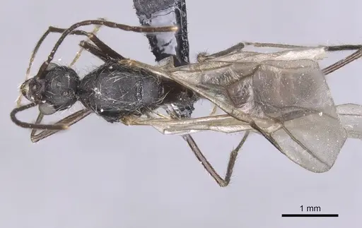 Aphaenogaster tinauti specimen CASENT0913797 image casent0913797_1