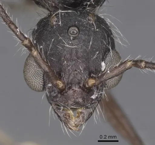 Aphaenogaster tinauti specimen CASENT0913797 image casent0913797_2
