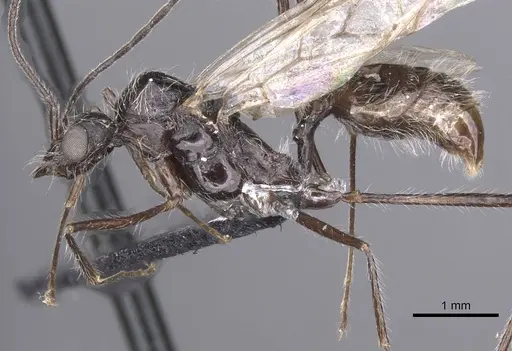 Aphaenogaster tinauti specimen CASENT0913797 image casent0913797_3