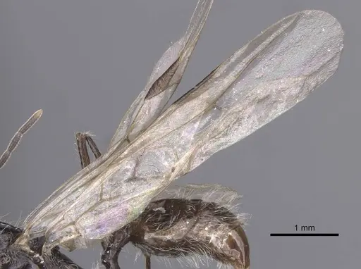 Aphaenogaster tinauti specimen CASENT0913797 image casent0913797_4