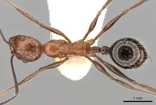 Aphaenogaster tipuna specimen CASENT0280953 image casent0280953_1