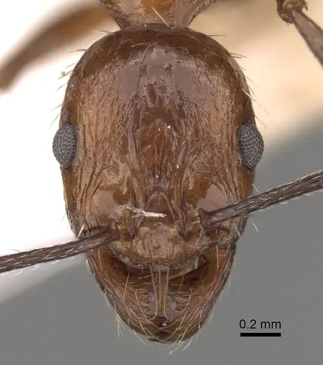 Aphaenogaster tipuna specimen CASENT0280953 image casent0280953_2